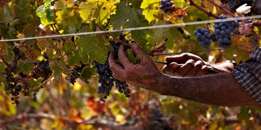 Vendimia: El mágico inicio de nuestro vino