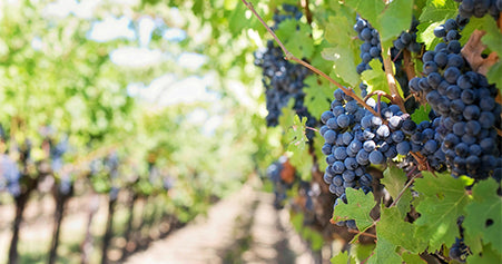 De la viña a tu copa de vino: Los secretos tras la vendimia del Carménère