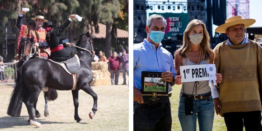 imagen blog Viña Laura Hartwig - Fiesta de la Vendimia Colchagua 2022 - muestra de caballos de raza tradiciones chilenas pie de cueca a caballo