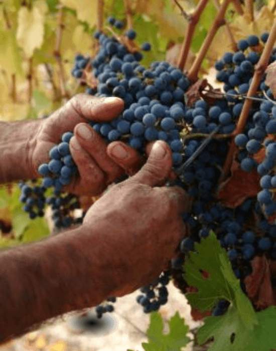 Blog Laura Hartwig El mes del Vino Chileno: Más de 400 años de tradición viñedo cuadro historia carmenere la cepa perdida