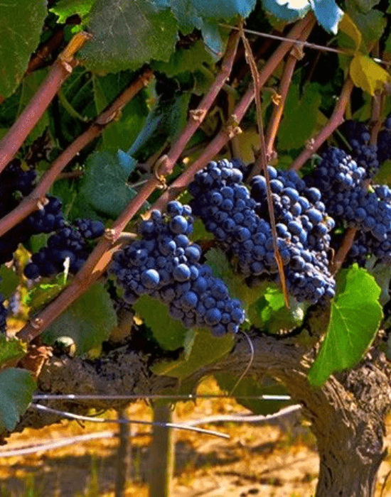 blog De la viña a tu copa de vino: Los secretos tras la vendimia del Carménère viña laura hartwig parrón con uvas