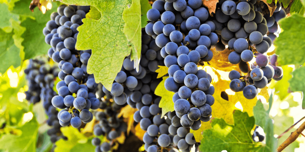 blog De la viña a tu copa de vino: Los secretos tras la vendimia del Carménère BANNER